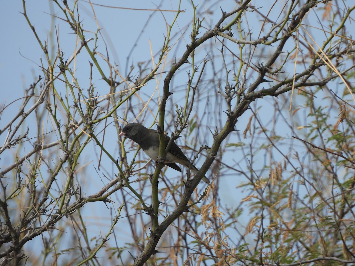 Dark-eyed Junco (Slate-colored) - ML521376061