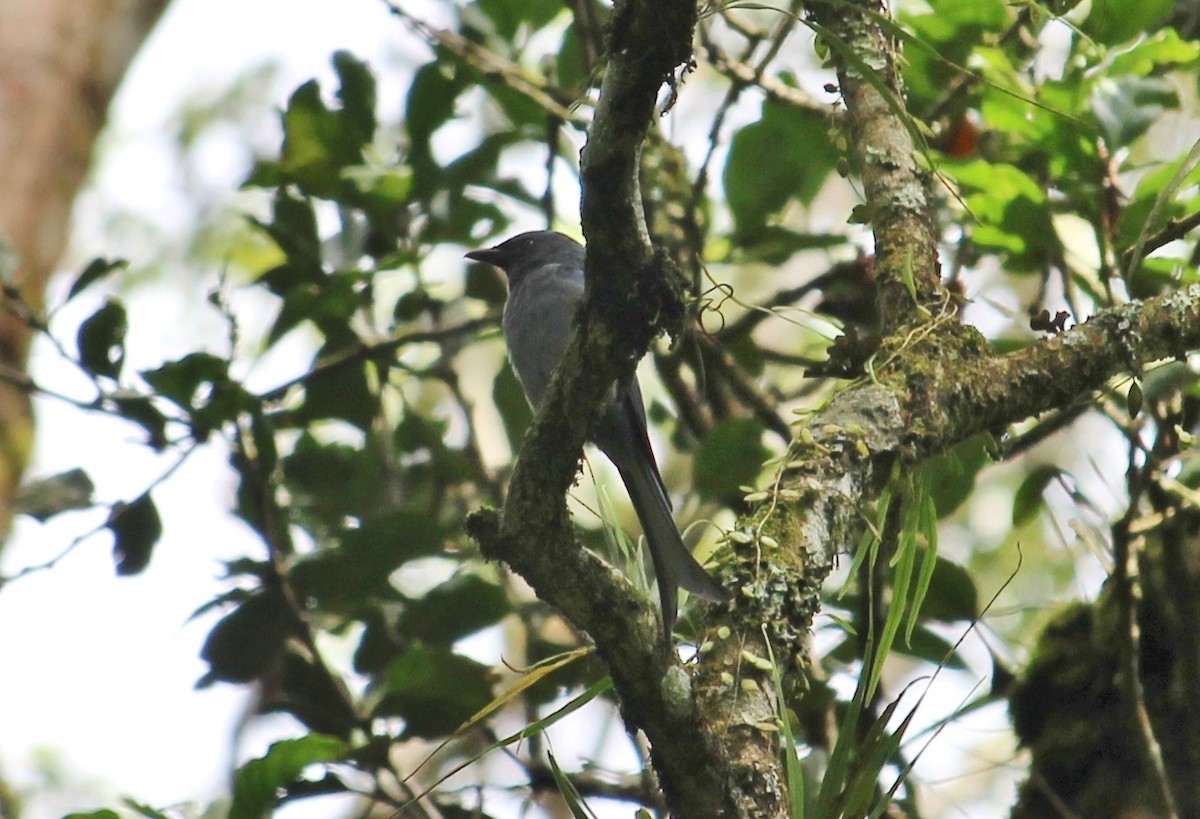 Ashy Drongo - ML52137721