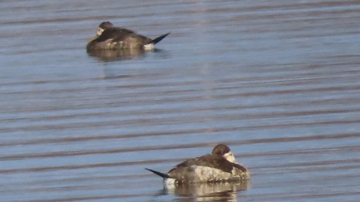 Ruddy Duck - Gregory Allen