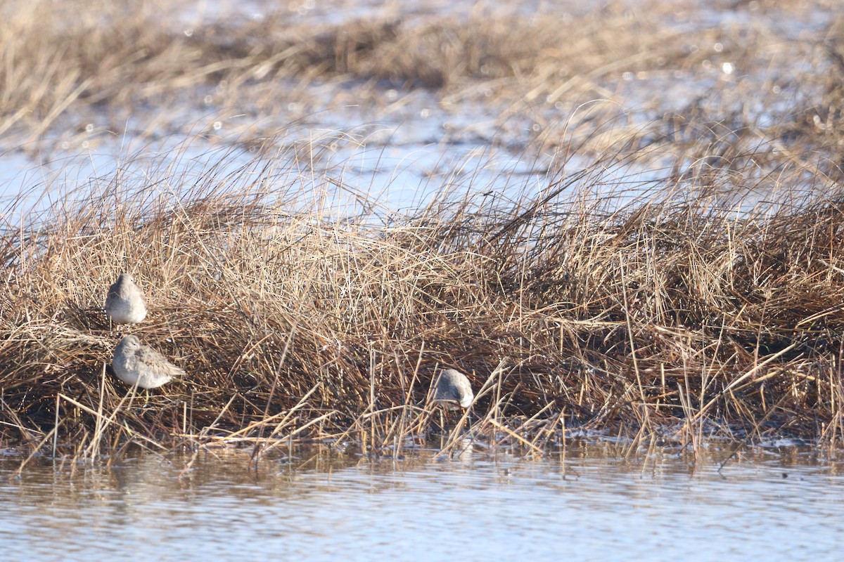 Long-billed Dowitcher - John Loch