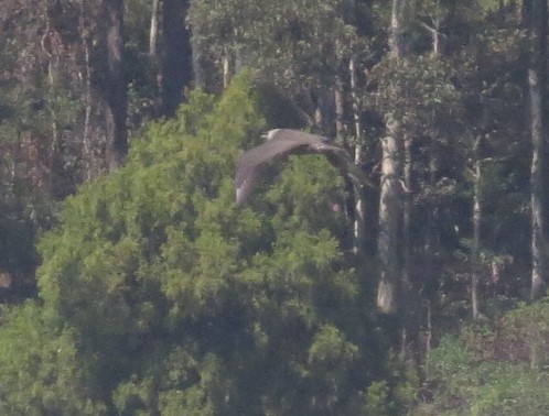 Korsanmartı - ML52137821