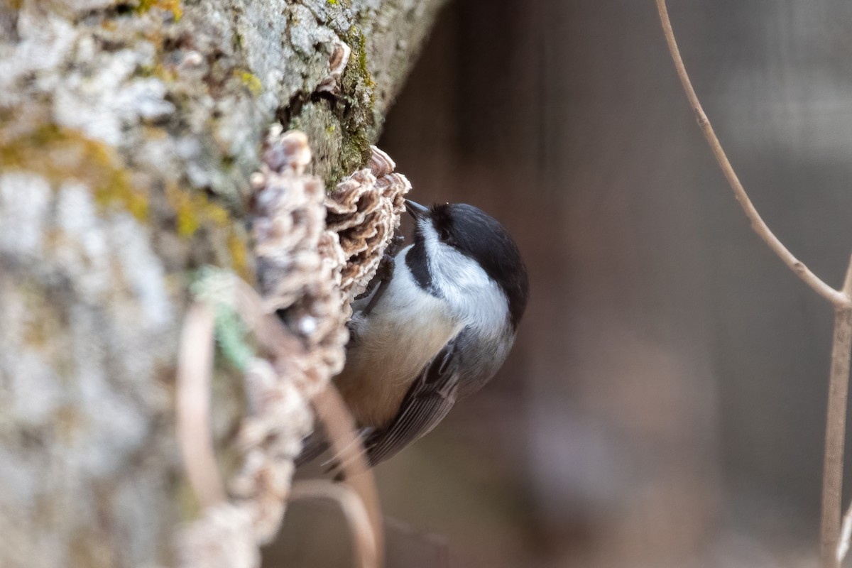 Carolina/Black-capped Chickadee - ML521378691