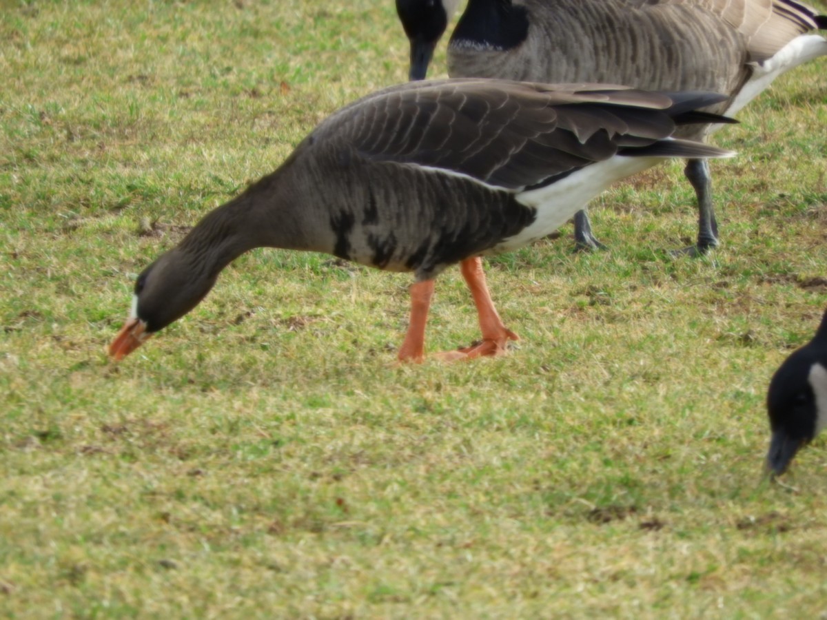 Greater White-fronted Goose - John Gaglione