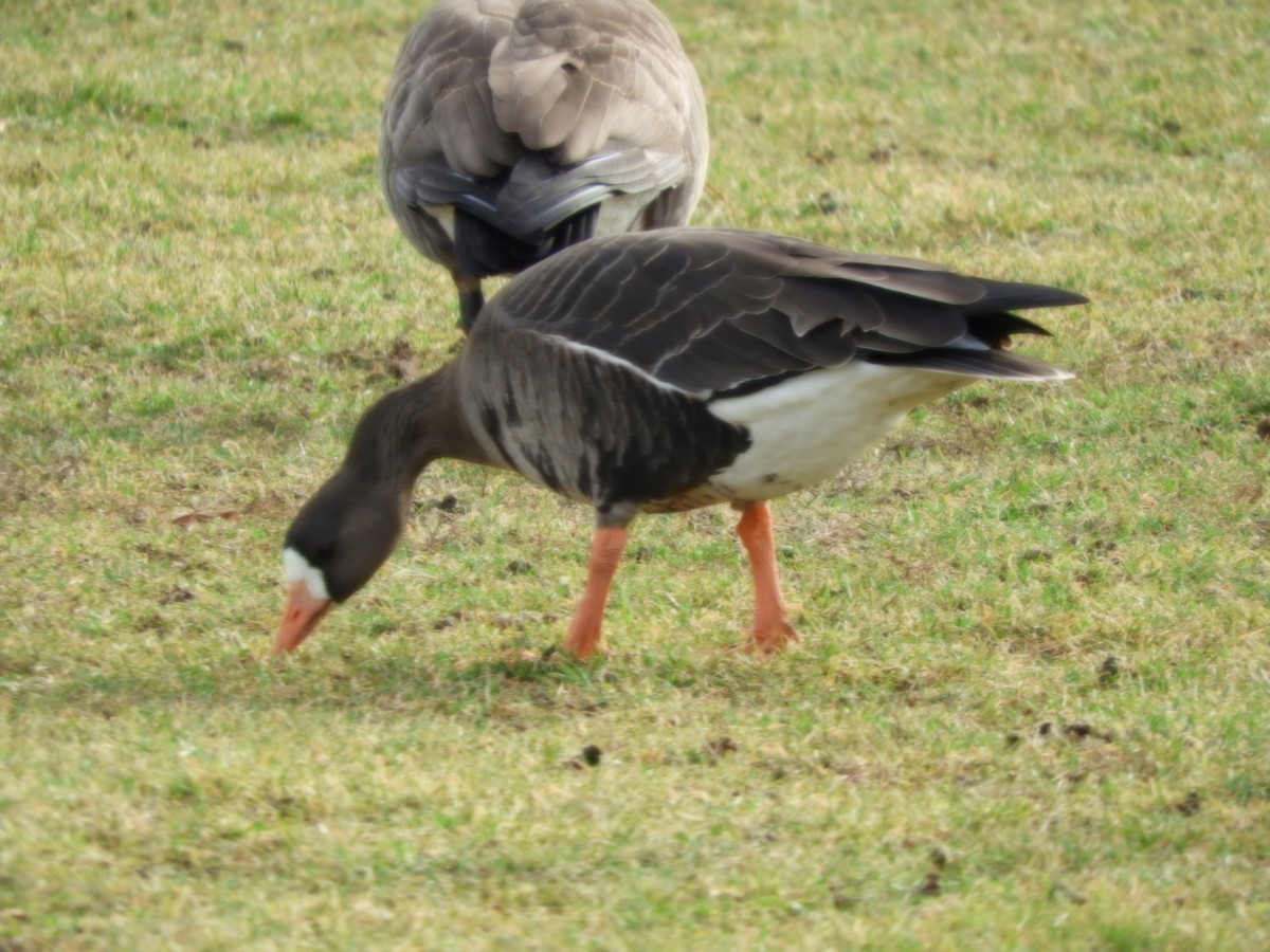 Greater White-fronted Goose - John Gaglione