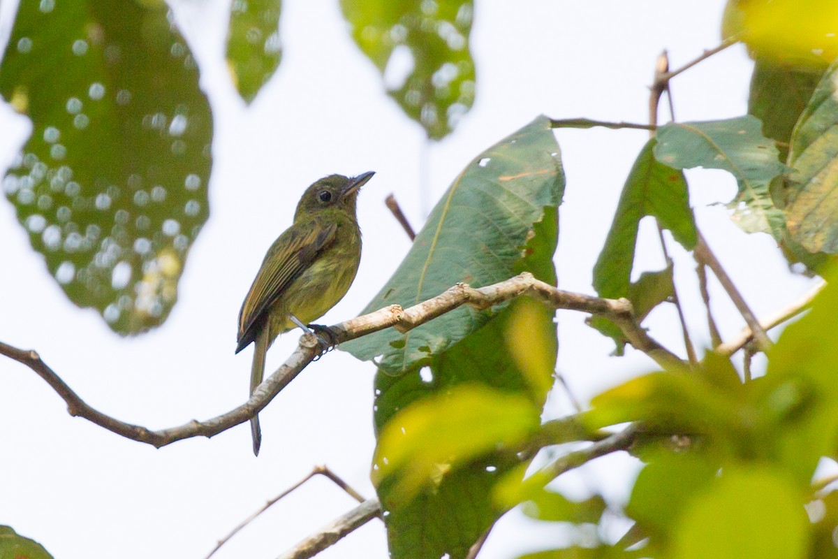 Tyranneau de Colombie - ML52137901