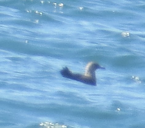 Korsanmartı - ML52137931