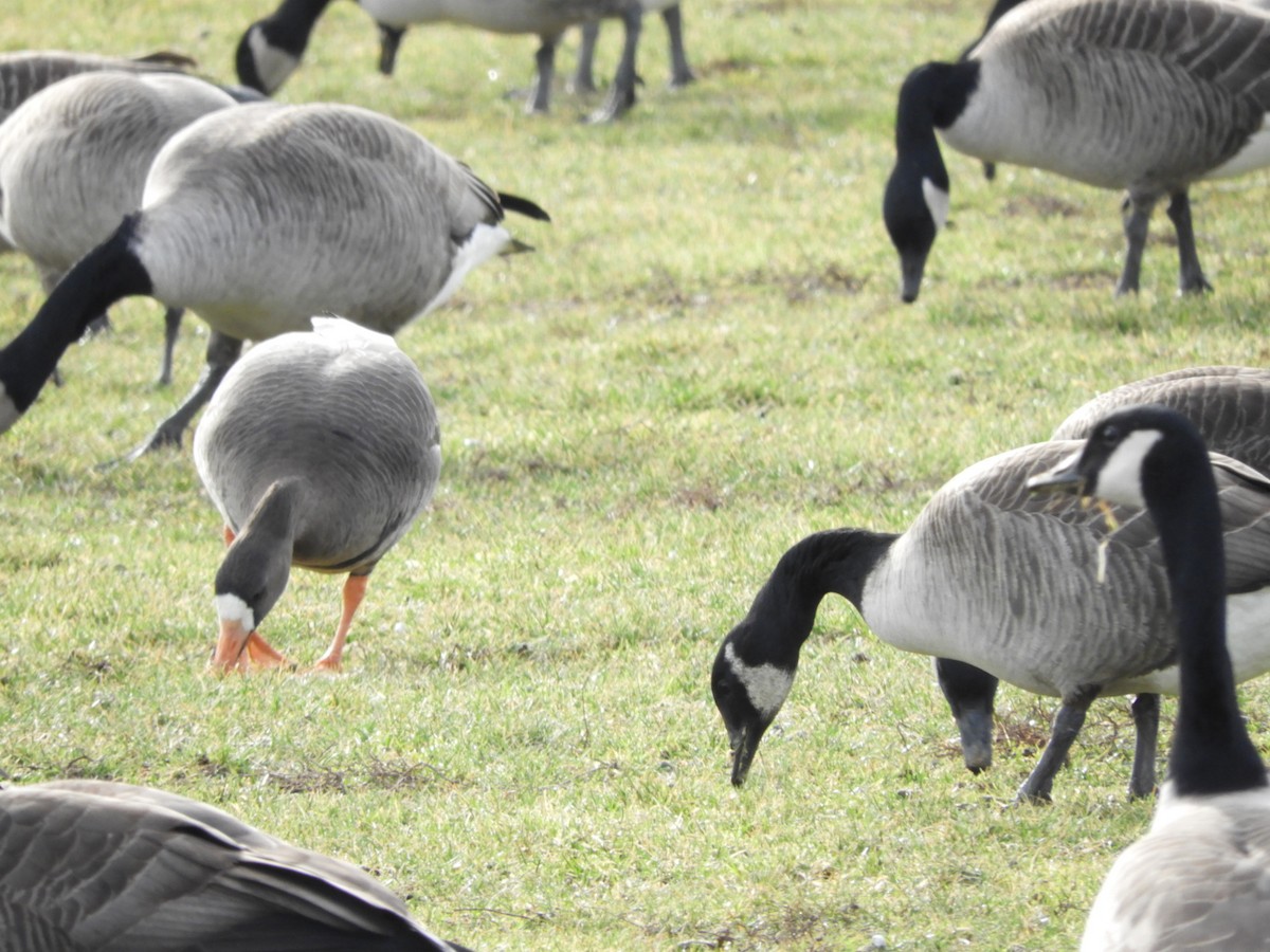 Greater White-fronted Goose - ML521379351