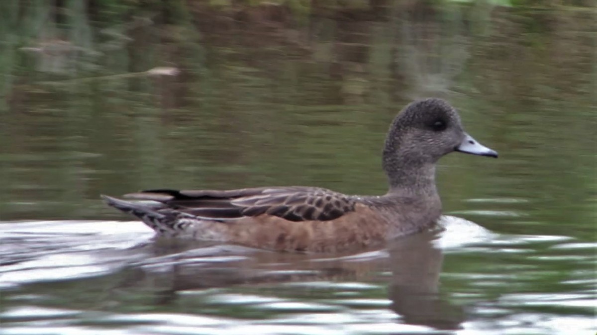 American Wigeon - Nicolás  Magdalena García