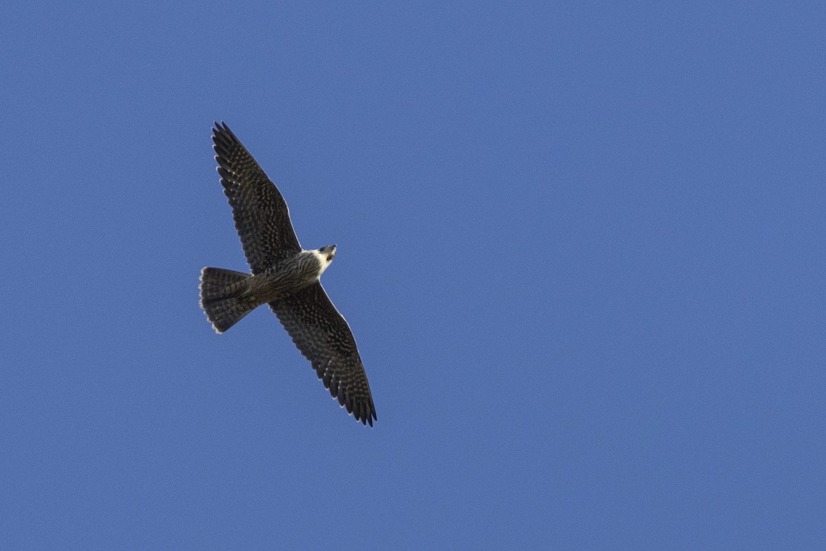 Peregrine Falcon - ML521382301