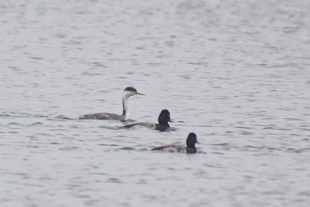 Western Grebe - ML521383731