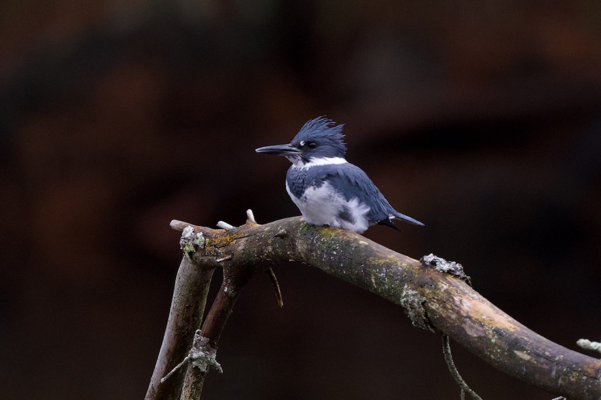 Belted Kingfisher - Nick Hawvermale