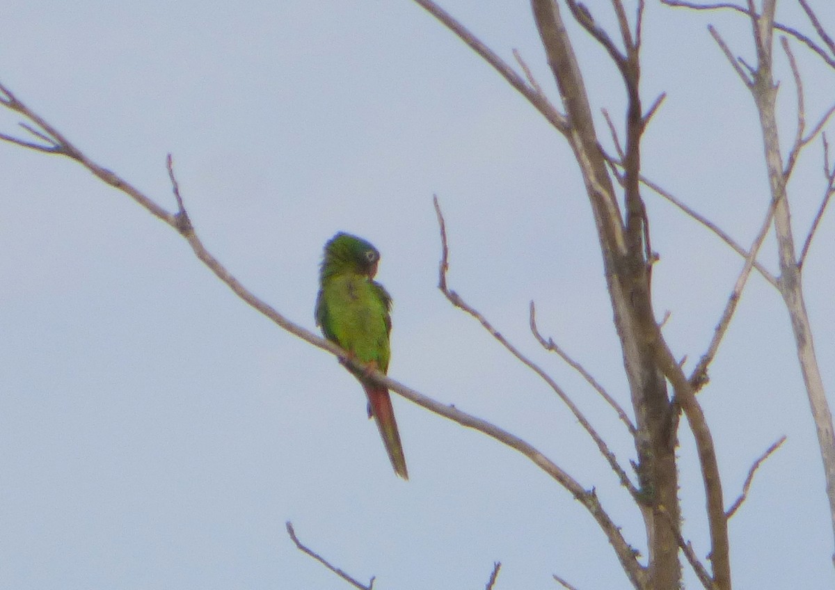 Blue-crowned Parakeet - ML521384151