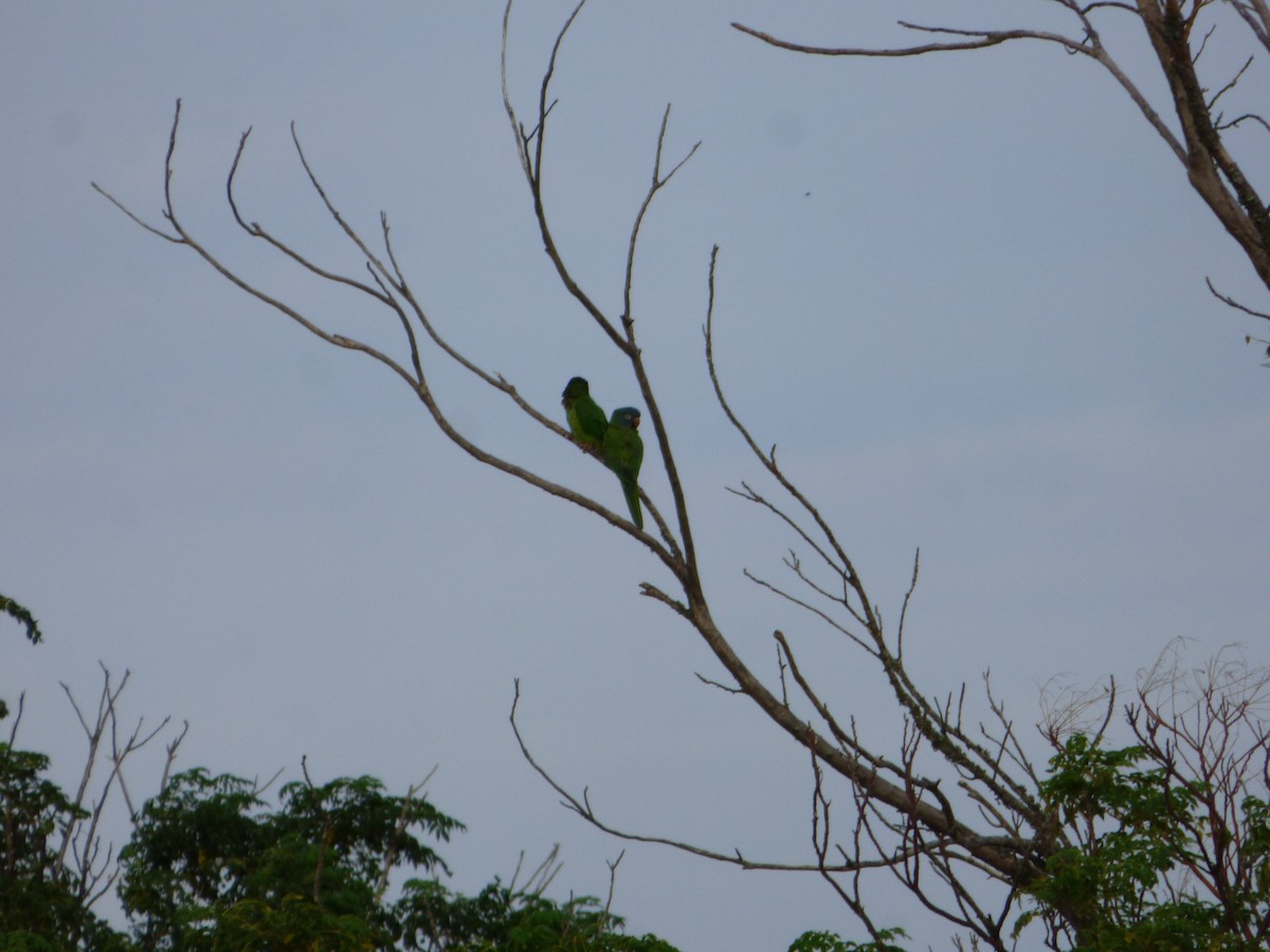 Blue-crowned Parakeet - ML521384161