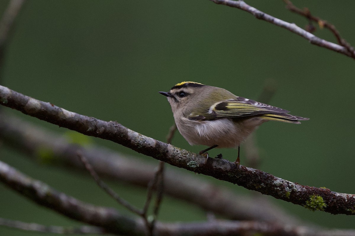 Golden-crowned Kinglet - ML521384321