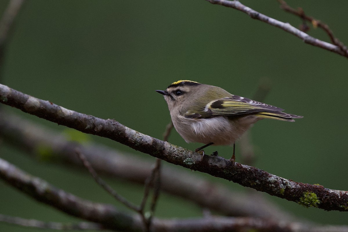 Golden-crowned Kinglet - Nick Hawvermale