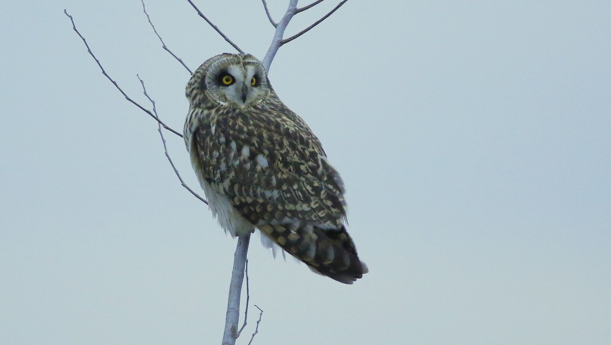 Short-eared Owl - ML521384871