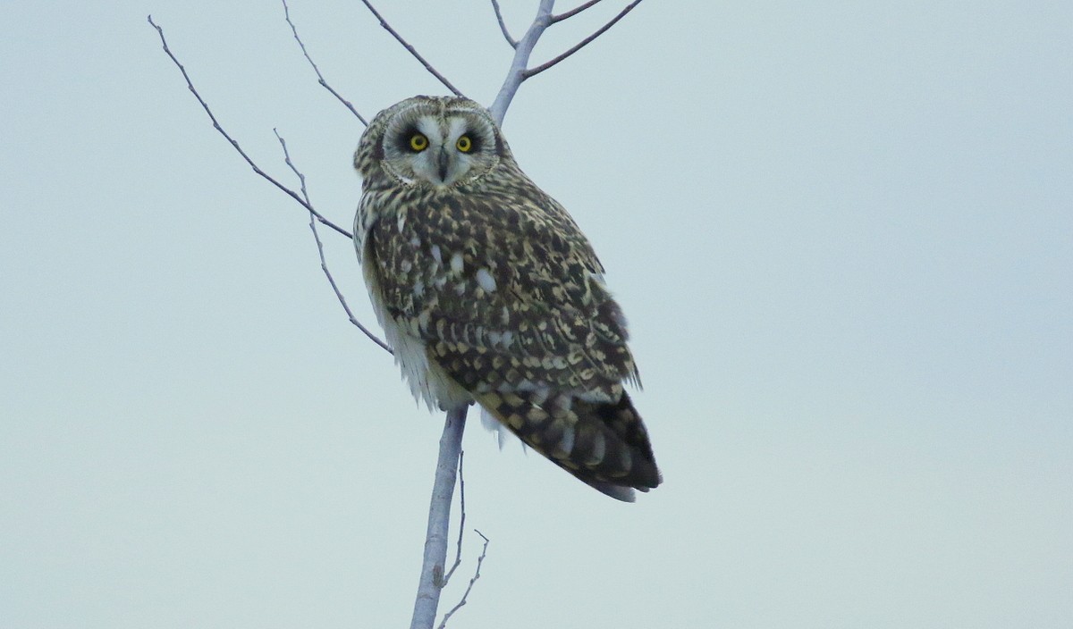 Short-eared Owl - Bruce V