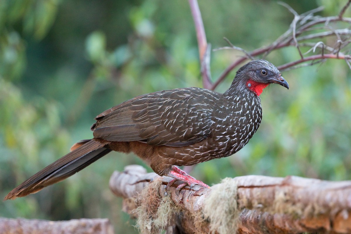 Band-tailed Guan - ML521385261