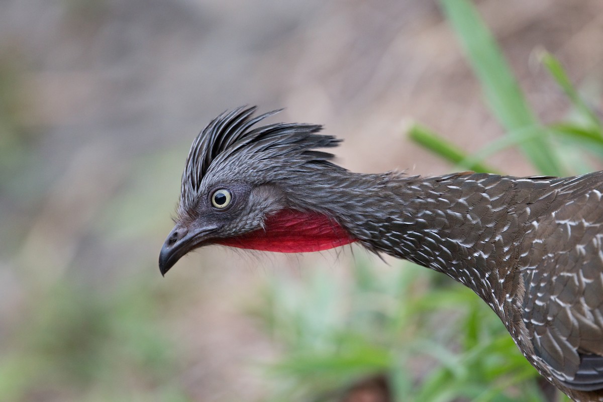 Band-tailed Guan - ML521385501