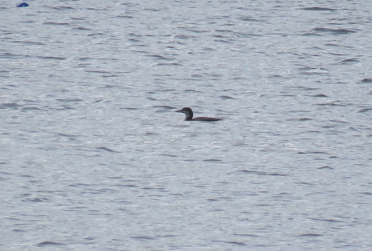 Common Loon - ML521386651