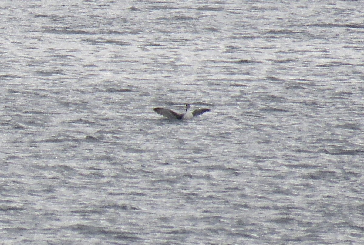 Common Loon - ML521386811