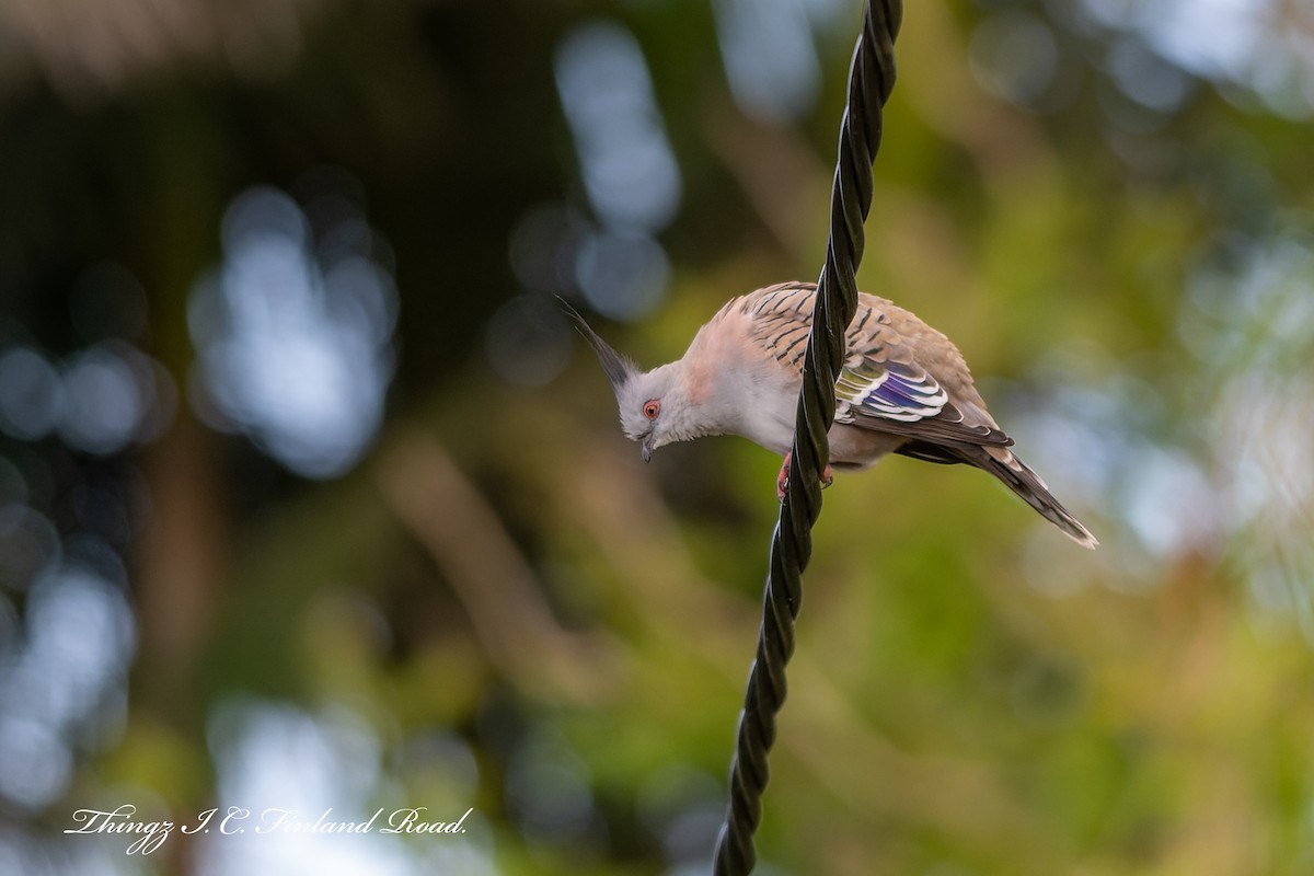 Crested Pigeon - ML521390671
