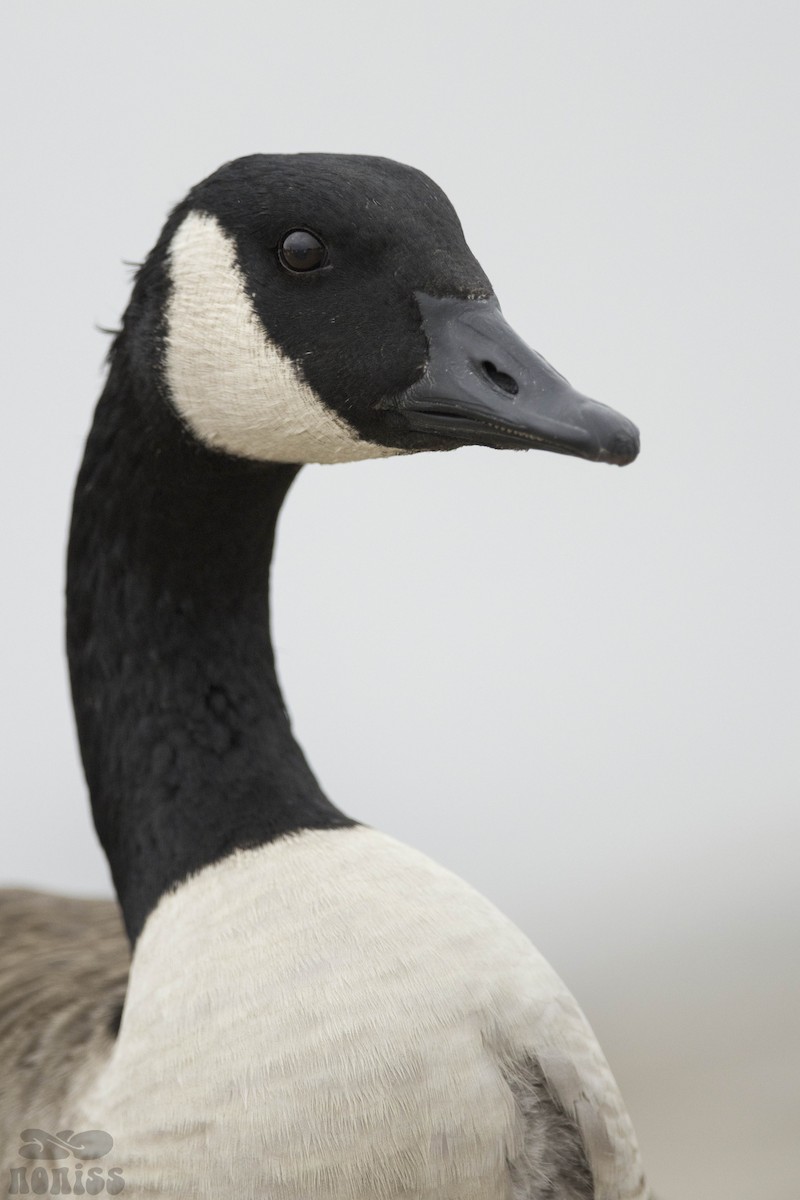 Canada Goose - cristo salazar