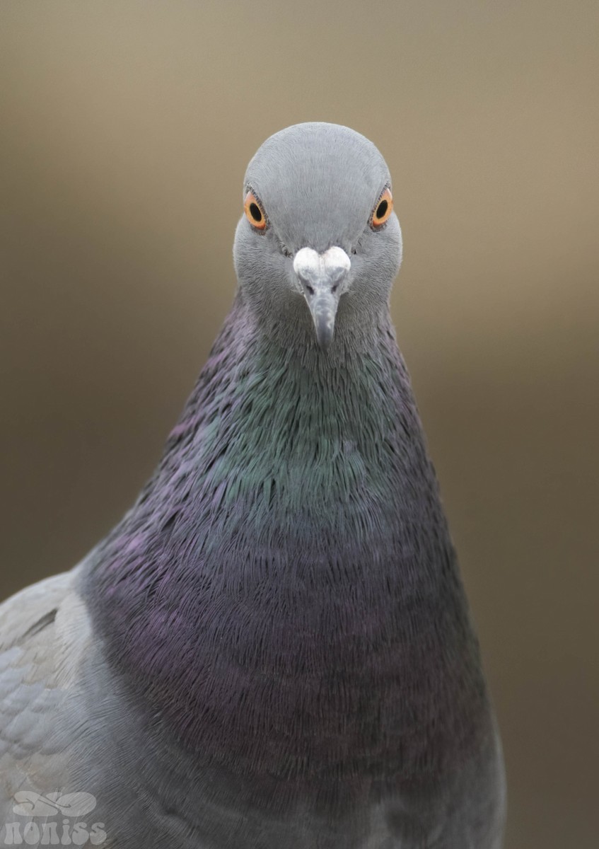 Rock Pigeon (Feral Pigeon) - ML521393571