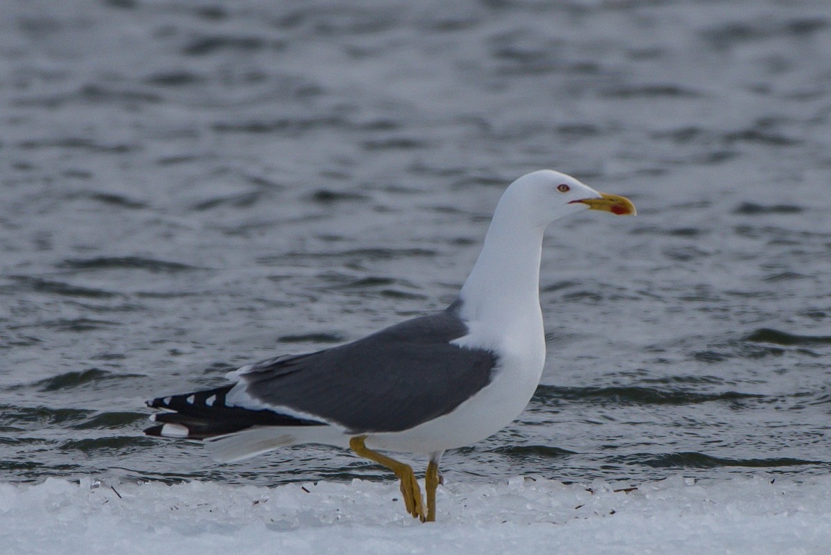 Yellow-legged Gull - Frank King