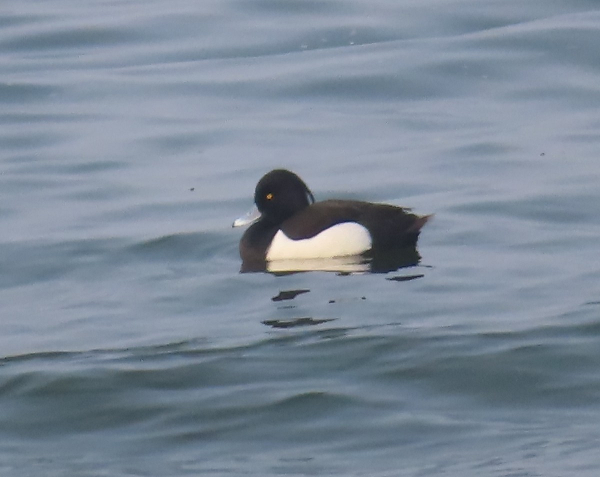 Tufted Duck - ML521393971