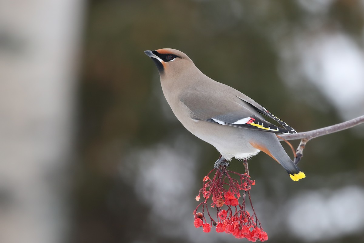 Bohemian Waxwing - ML521394341