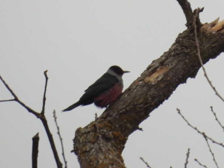 Lewis's Woodpecker - ML521394441