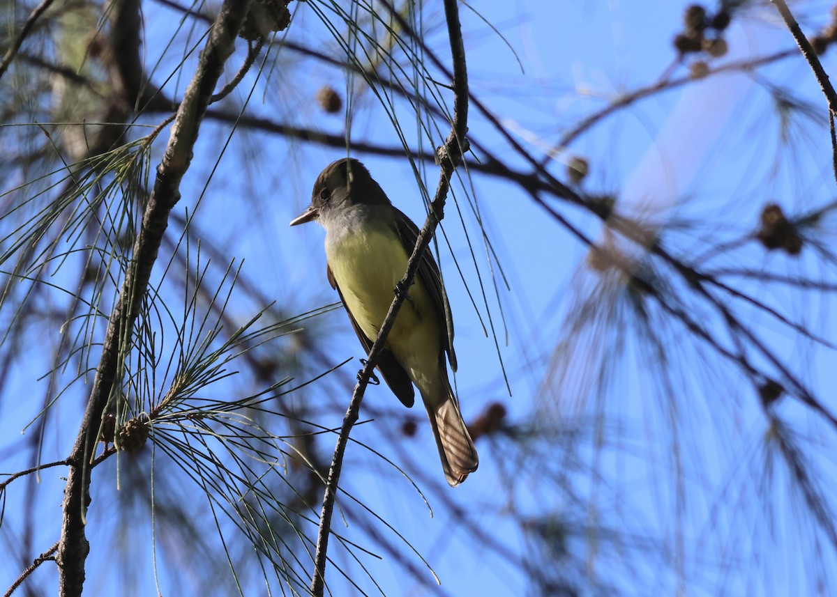 Great Crested Flycatcher - ML521394921