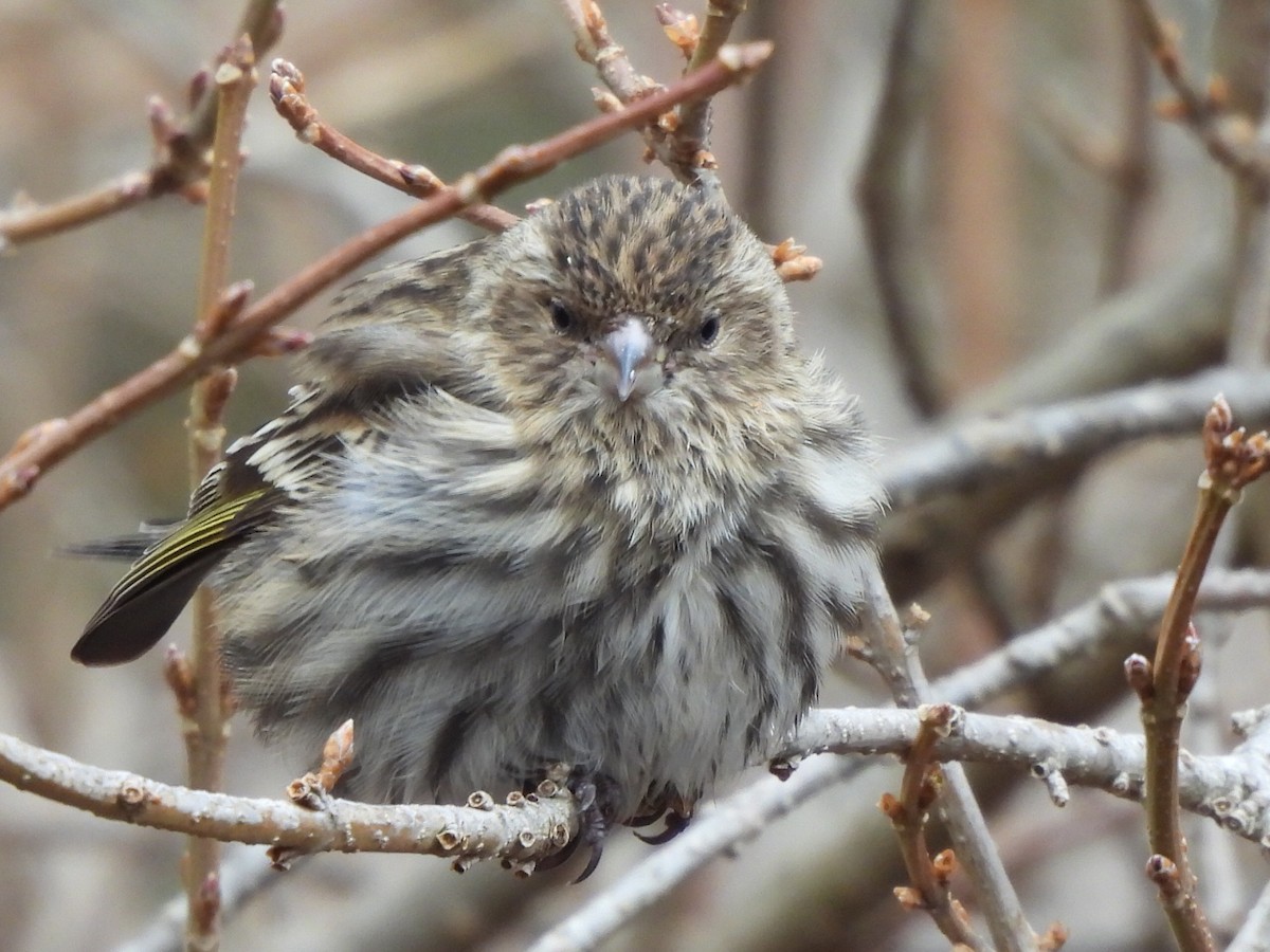 Pine Siskin - ML521395001