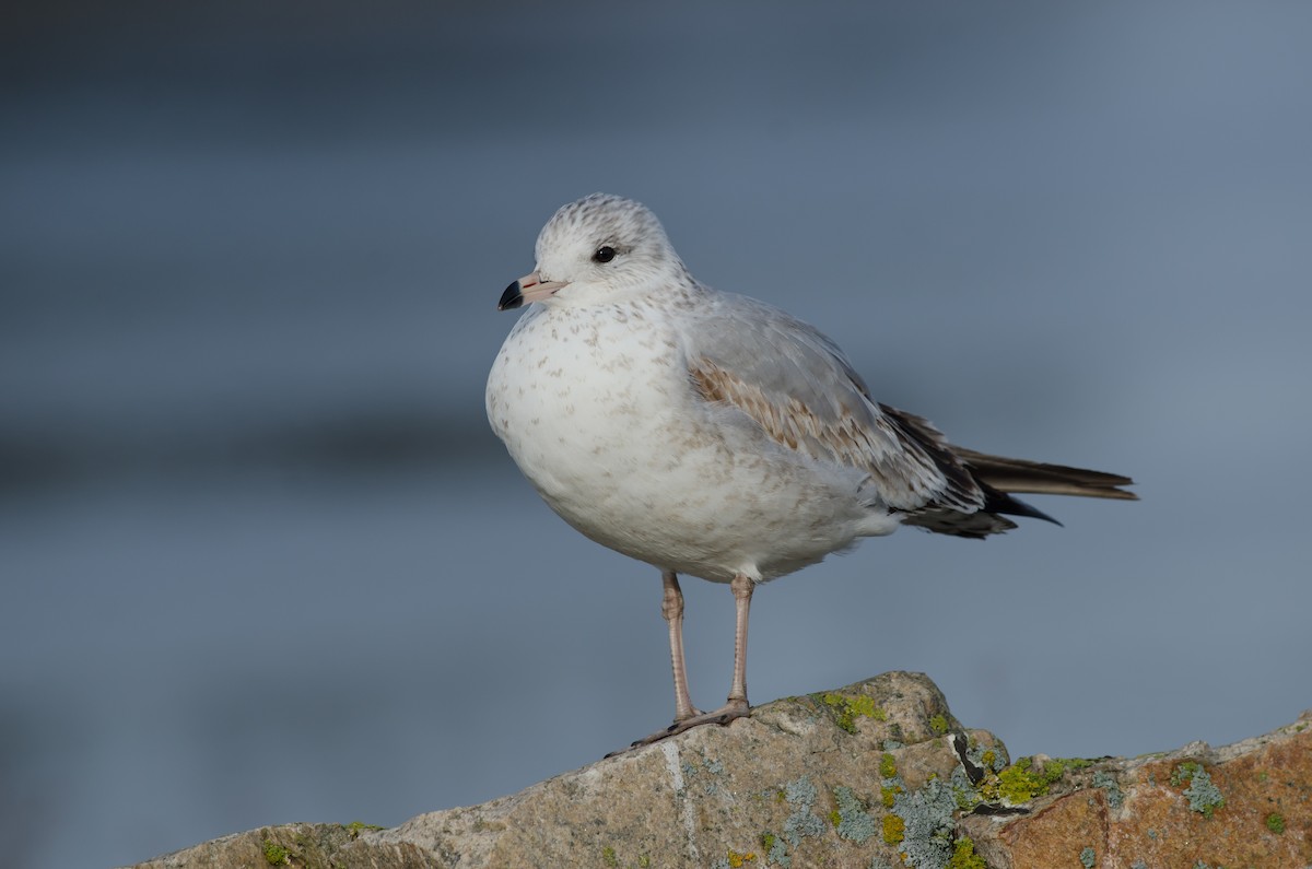 Ring-billed Gull - ML52139501