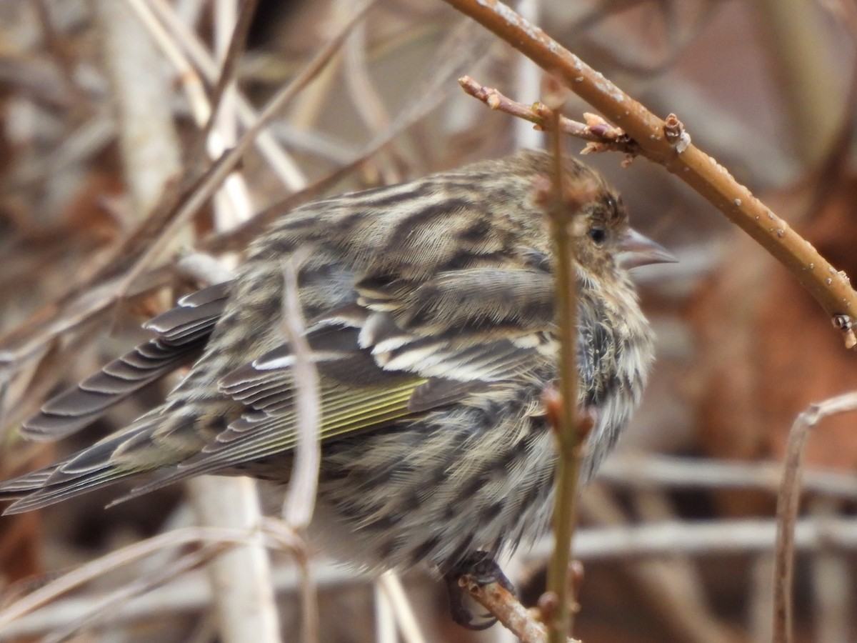 Pine Siskin - ML521395021