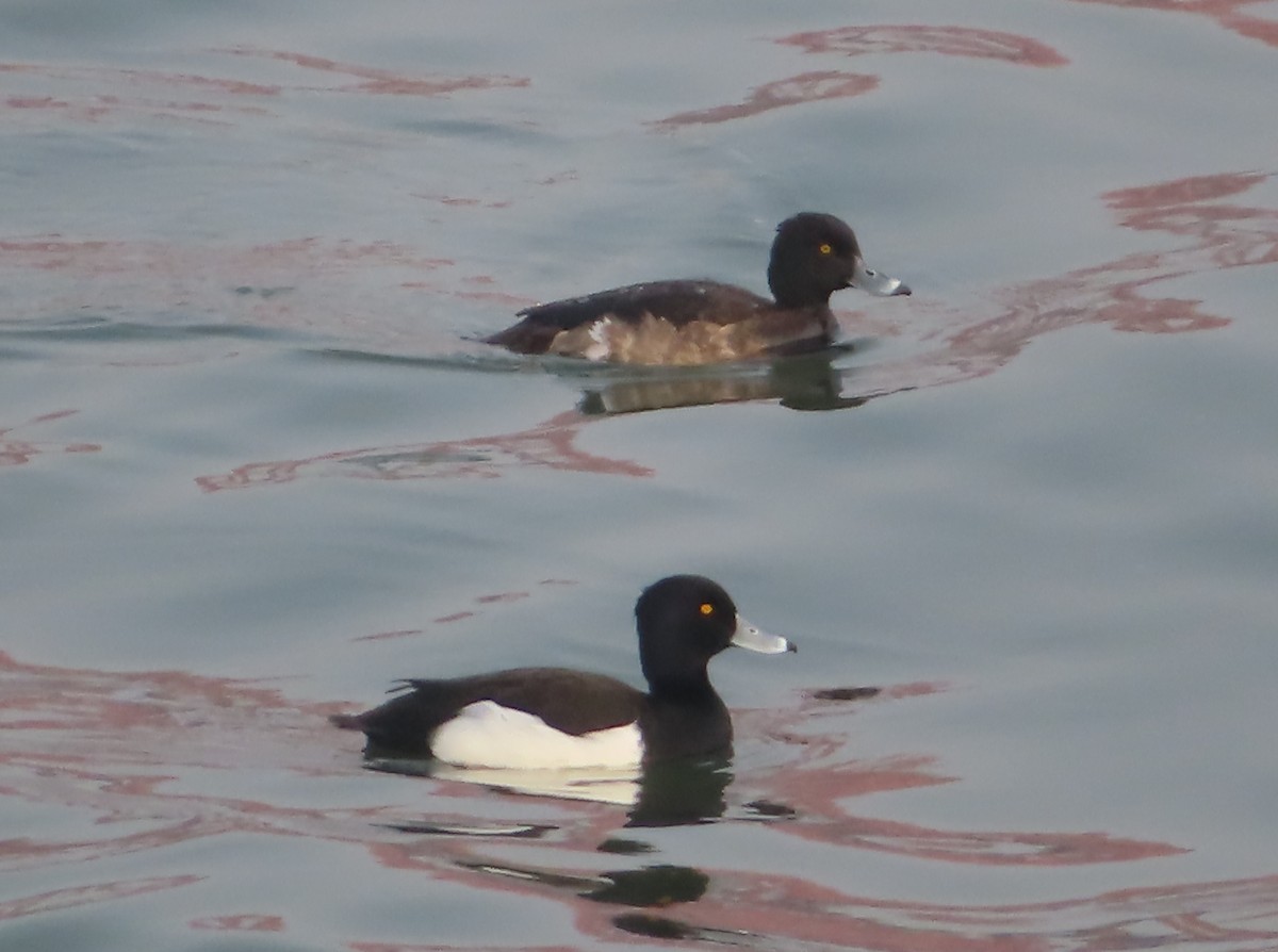 Tufted Duck - ML521395271