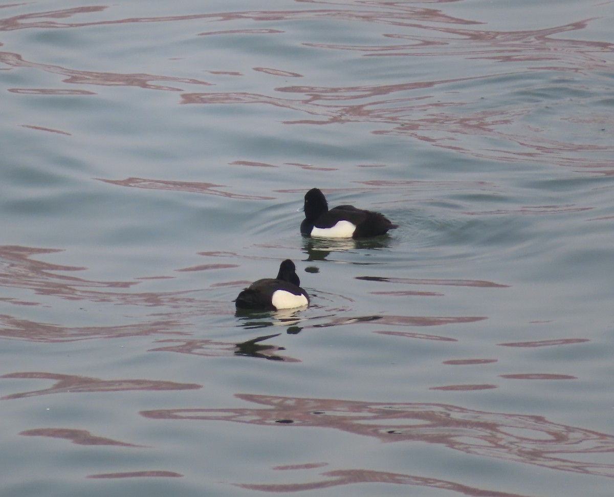 Tufted Duck - ML521395281