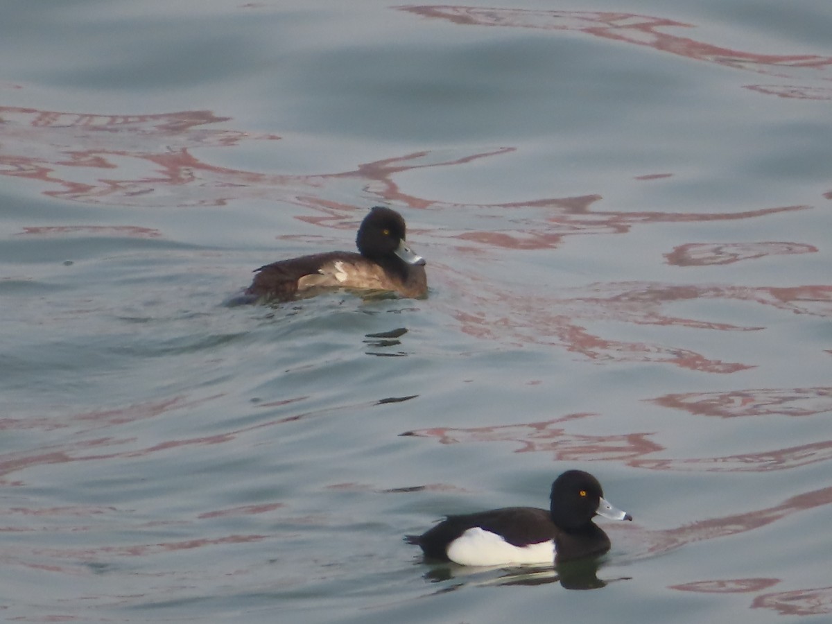 Tufted Duck - ML521395291