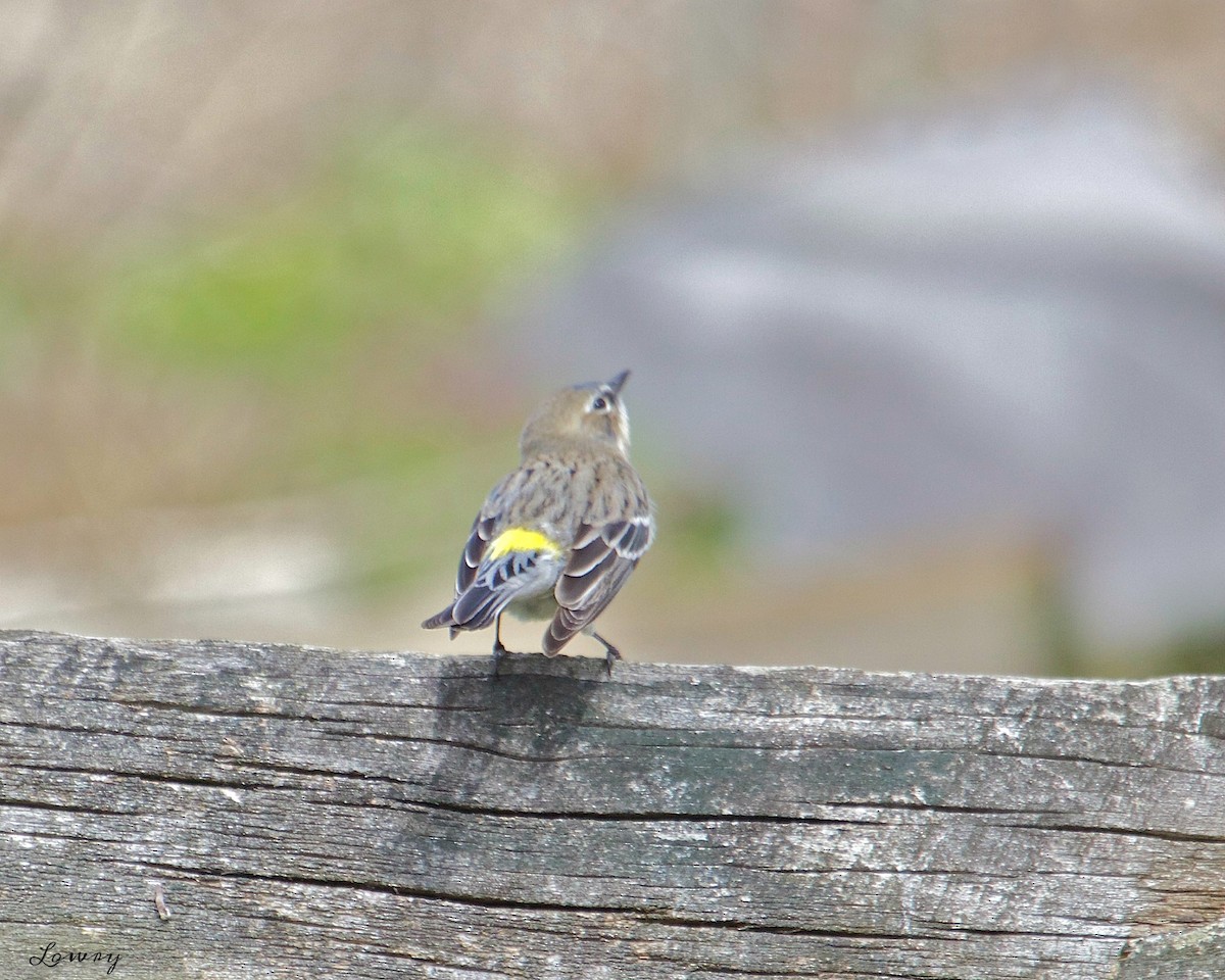 Yellow-rumped Warbler - ML52139571