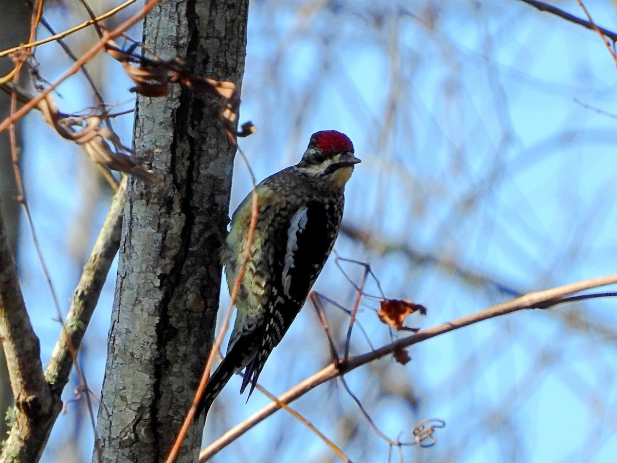 Yellow-bellied Sapsucker - ML521397241