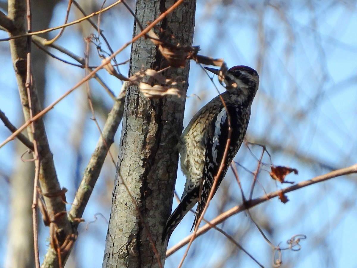 Yellow-bellied Sapsucker - ML521397251