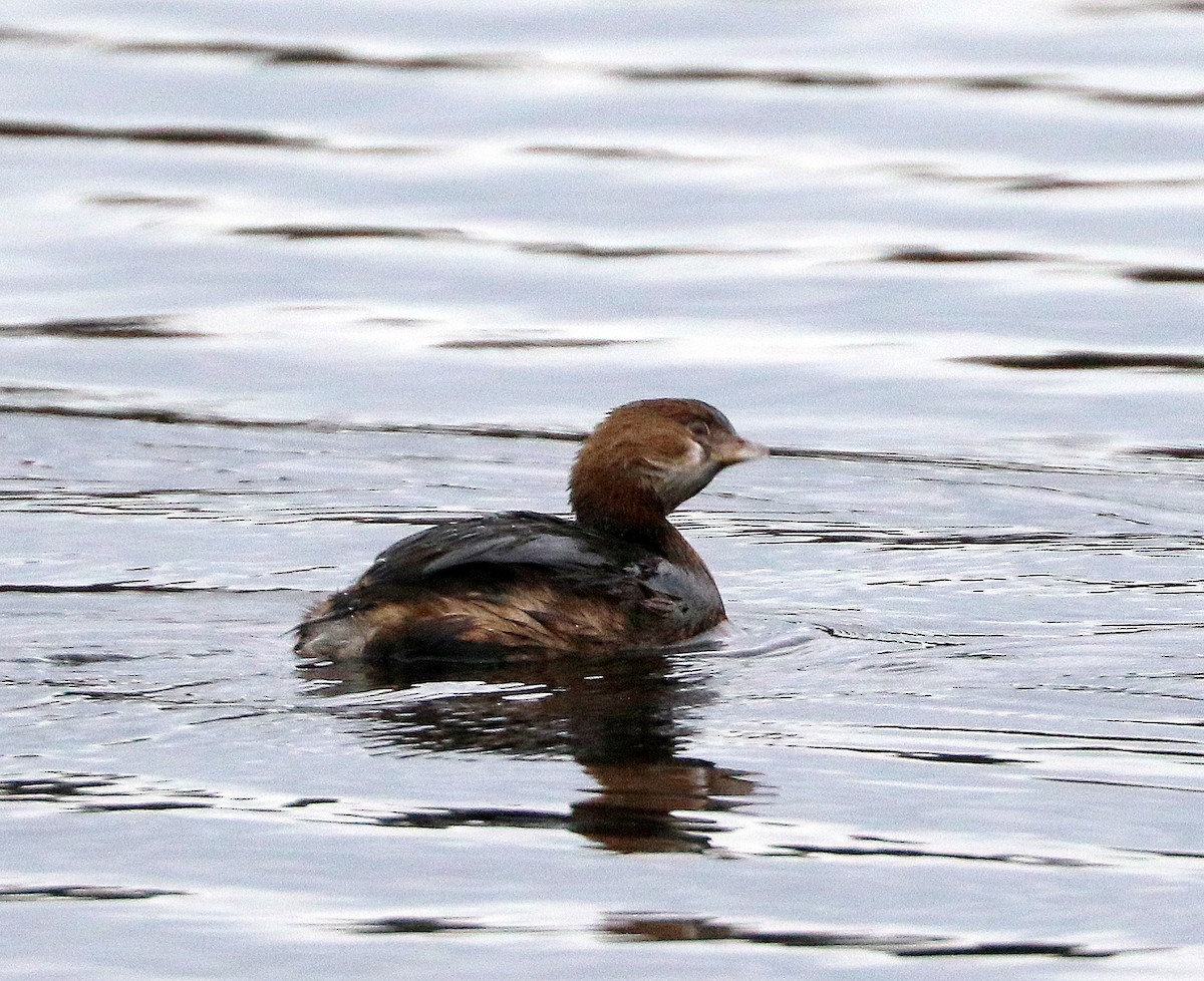 Pied-billed Grebe - ML521398761