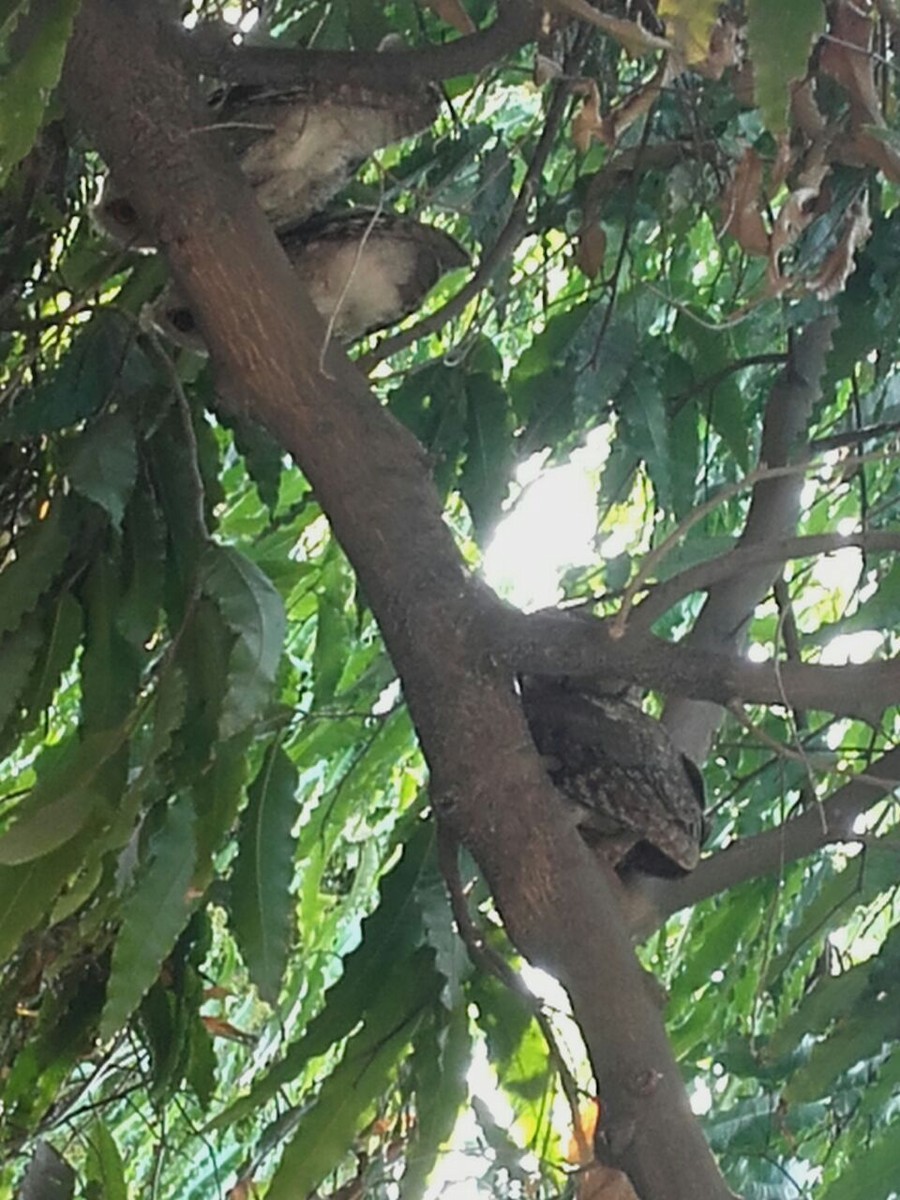 Indian Scops-Owl - Lakshmikant Neve