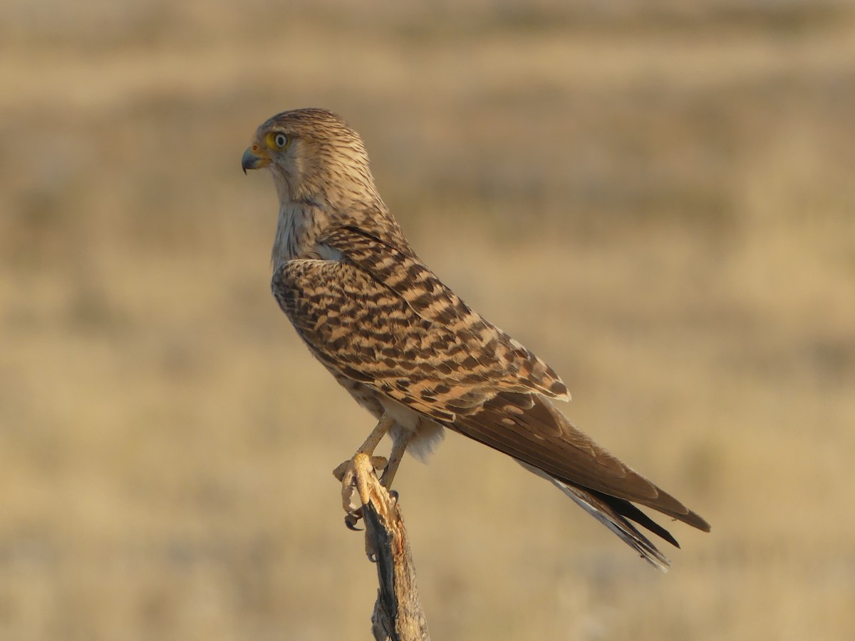 Greater Kestrel - ML521400131