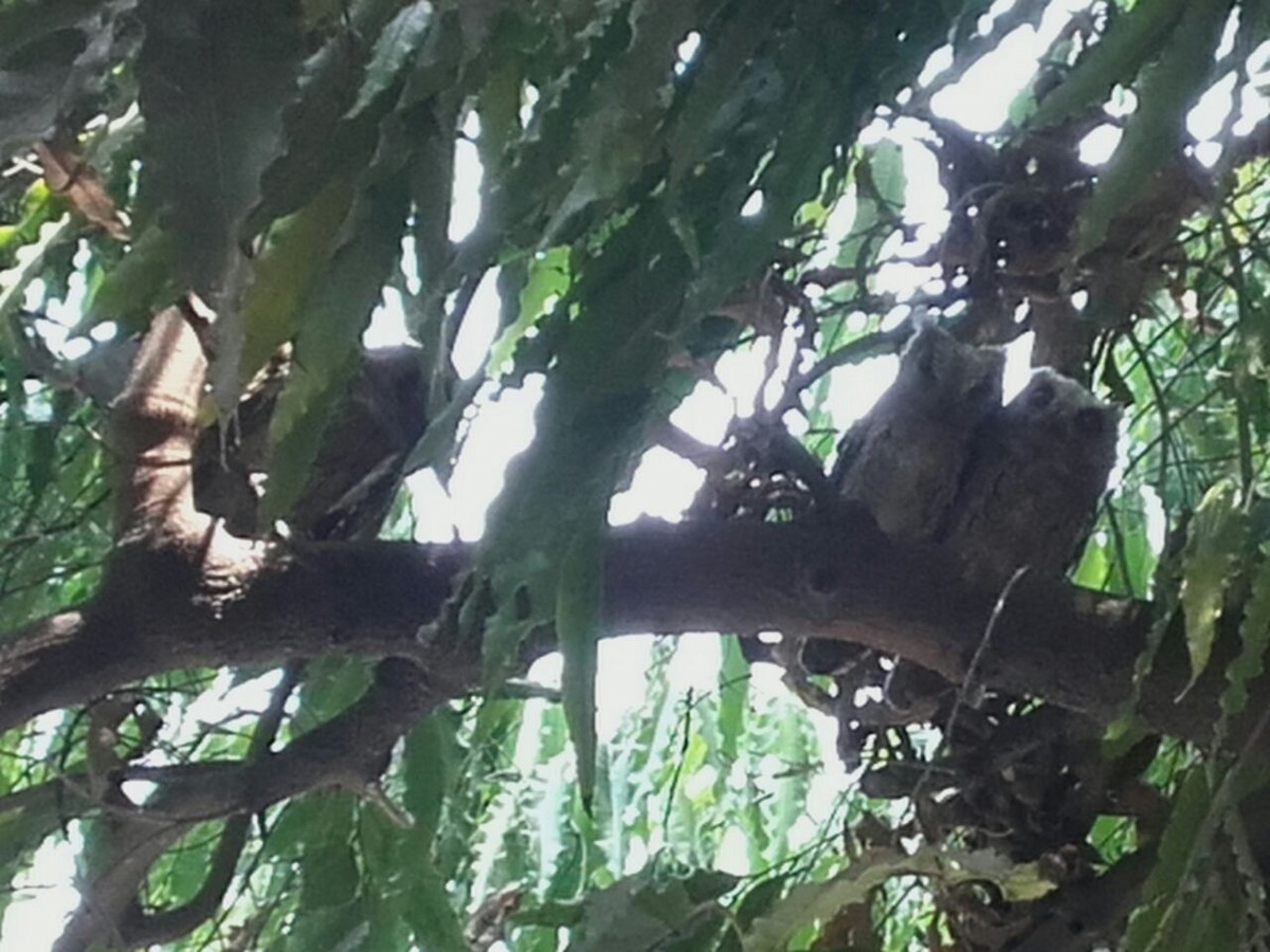 Indian Scops-Owl - Lakshmikant Neve