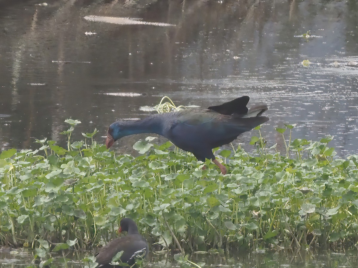 African Swamphen - ML521401591