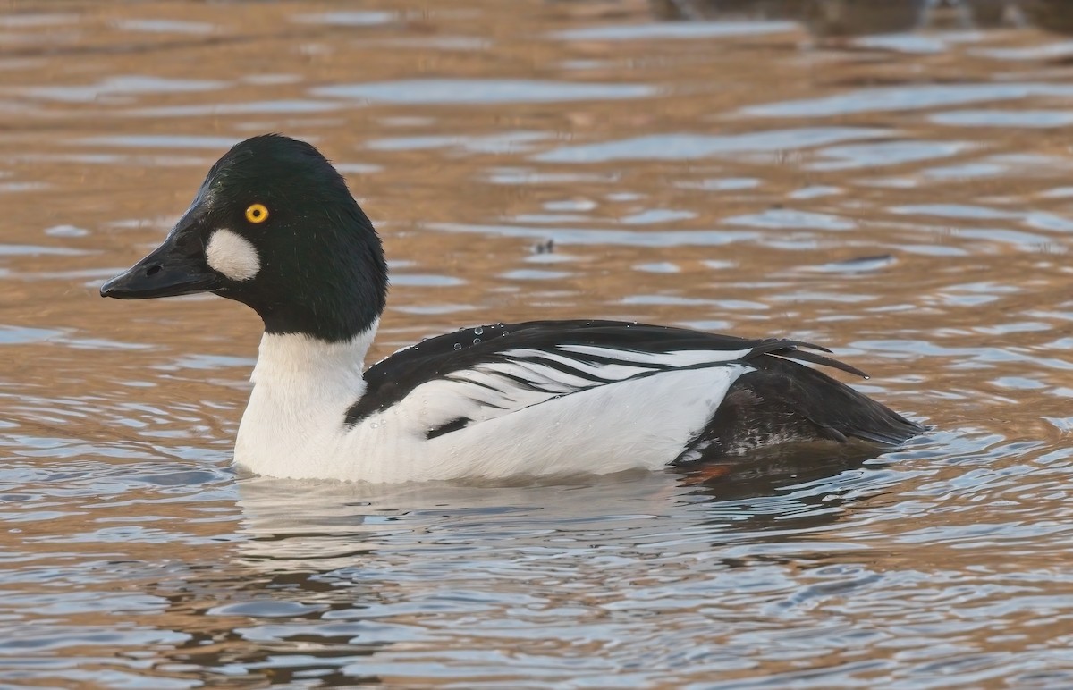 Common Goldeneye - Kevin Ash