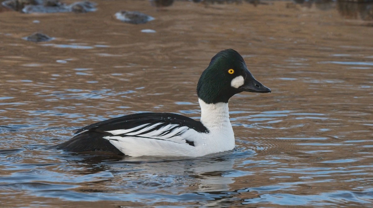 Common Goldeneye - Kevin Ash