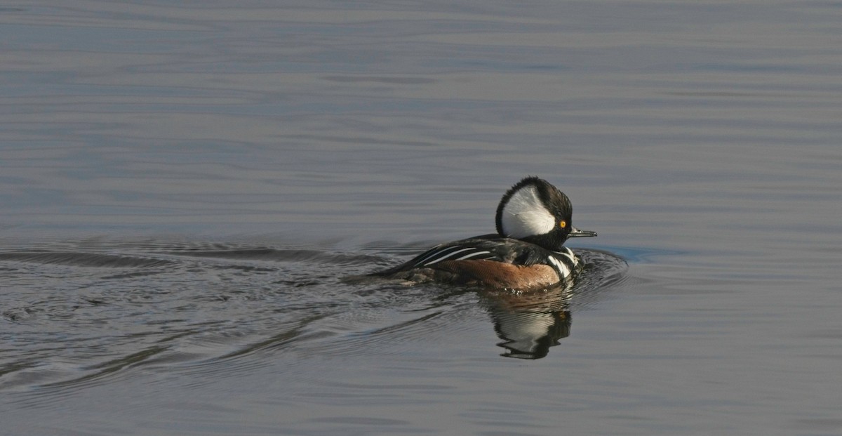 Hooded Merganser - ML521403831